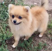 AKC Randy, a male Pomeranian for sale in Spokane, MO – Photo 8 of 10