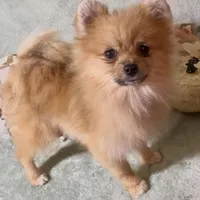 AKC Randy, a male Pomeranian for sale in Spokane, MO – Photo 9 of 10