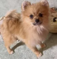 AKC Randy, a male Pomeranian for sale in Spokane, MO – Photo 9 of 10
