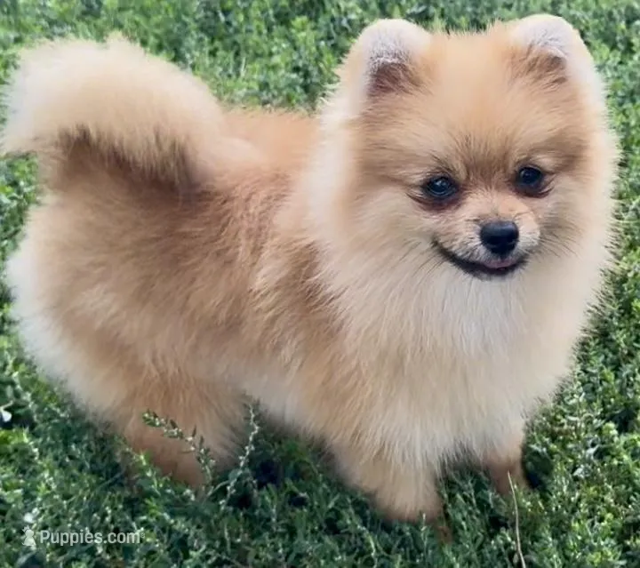 AKC Randy, a male Pomeranian for sale in Spokane, MO – Photo 1 of 10