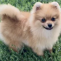 AKC Randy, a male Pomeranian for sale in Spokane, MO – Photo 1 of 10