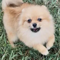AKC Randy, a male Pomeranian for sale in Spokane, MO – Photo 3 of 10