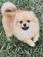 AKC Randy, a male Pomeranian for sale in Spokane, MO – Photo 3 of 10