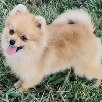 AKC Randy, a male Pomeranian for sale in Spokane, MO – Photo 5 of 10