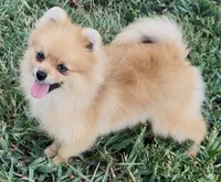 AKC Randy, a male Pomeranian for sale in Spokane, MO – Photo 5 of 10
