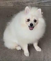 AKC Luce, a male Pomeranian for sale in Spokane, MO – 10 of 10