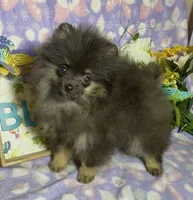 AKC Willow, a female Pomeranian for sale in Spokane, MO – 3 of 9