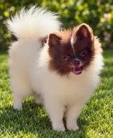 AKC Lilly, a female Pomeranian for sale in Spokane, MO – 8 of 10