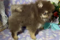 AKC Poppy, a female Pomeranian for sale in Spokane, MO – 10 of 10