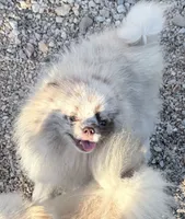 AKC Otto, a male Pomeranian for sale in Spokane, MO – 3 of 10