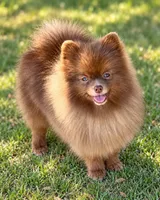 AKC Booker, a male Pomeranian for sale in Spokane, MO – 7 of 10