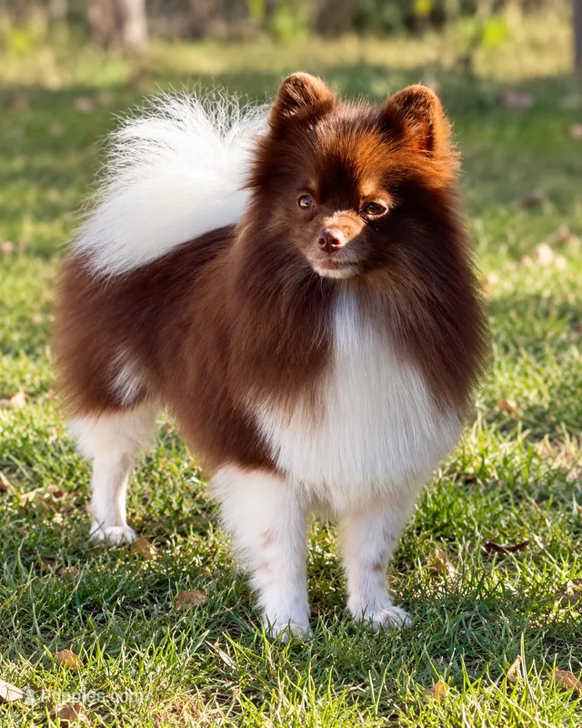AKC Copper – Pomeranian puppy for sale in Spokane, MO
