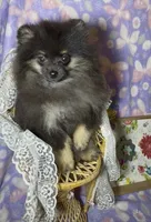 AKC Willow, a female Pomeranian for sale in Spokane, MO – 5 of 9