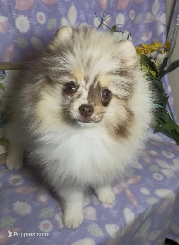AKC Daisy – Pomeranian puppy for sale in Spokane, MO