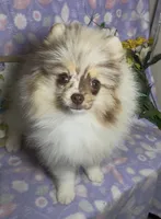 AKC Daisy, a female Pomeranian for sale in Spokane, MO – 1 of 10