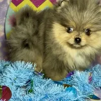 AKC Amore, a male Pomeranian for sale in Spokane, MO – Photo 3 of 10
