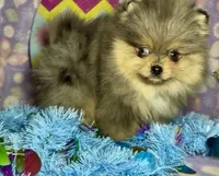 AKC Amore, a male Pomeranian for sale in Spokane, MO – Photo 3 of 10