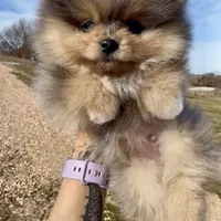 AKC Amore, a male Pomeranian for sale in Spokane, MO – Photo 10 of 10