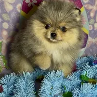 AKC Amore, a male Pomeranian for sale in Spokane, MO – Photo 6 of 10