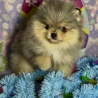 AKC Amore, a male Pomeranian for sale in Spokane, MO – Photo 6 of 10