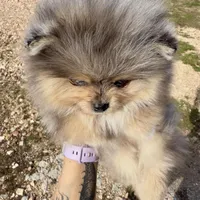 AKC Amore, a male Pomeranian for sale in Spokane, MO – Photo 9 of 10