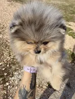 AKC Amore, a male Pomeranian for sale in Spokane, MO – Photo 9 of 10