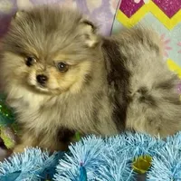 AKC Amore, a male Pomeranian for sale in Spokane, MO – Photo 1 of 10