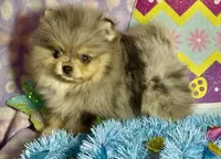 AKC Amore, a male Pomeranian for sale in Spokane, MO – Photo 1 of 10