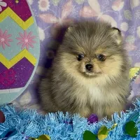 AKC Amore, a male Pomeranian for sale in Spokane, MO – Photo 4 of 10