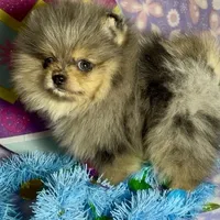 AKC Amore, a male Pomeranian for sale in Spokane, MO – Photo 7 of 10