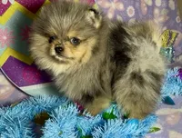 AKC Amore, a male Pomeranian for sale in Spokane, MO – Photo 7 of 10