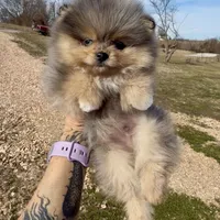 AKC Amore, a male Pomeranian for sale in Spokane, MO – Photo 2 of 10