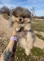 AKC Amore, a male Pomeranian for sale in Spokane, MO – Photo 2 of 10