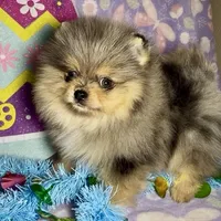 AKC Amore, a male Pomeranian for sale in Spokane, MO – Photo 5 of 10