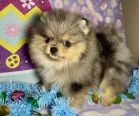 AKC Amore, a male Pomeranian for sale in Spokane, MO – Photo 5 of 10