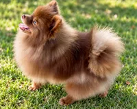 AKC Booker, a male Pomeranian for sale in Spokane, MO – 3 of 10