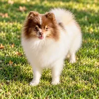 AKC Urchin, a male Pomeranian for sale in Spokane, MO – 8 of 10