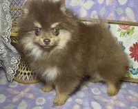 AKC Poppy, a female Pomeranian for sale in Spokane, MO – 3 of 10
