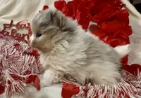 processed/88d931ff-b1c6-4b62-b746-af5c7aa3f7a0/listing/18ec0c3c-e2d2-4263-9f9f-e99f08cc0919/48ad72b9-0ec5-433e-b962-059ec9f28530