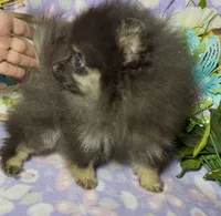 AKC Willow, a female Pomeranian for sale in Spokane, MO – 9 of 9