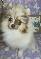 AKC Daisy, a female Pomeranian for sale in Spokane, MO – 6 of 10