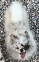 AKC Otto, a male Pomeranian for sale in Spokane, MO – 2 of 10