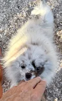 AKC Otto, a male Pomeranian for sale in Spokane, MO – 5 of 10