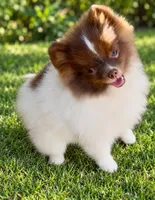 AKC Lilly, a female Pomeranian for sale in Spokane, MO – 7 of 10