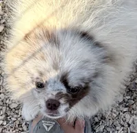 AKC Otto, a male Pomeranian for sale in Spokane, MO – 4 of 10