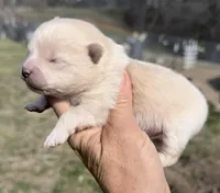 AKC Luce, a male Pomeranian for sale in Spokane, MO – Photo 5 of 10