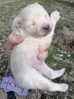 AKC Luce, a male Pomeranian for sale in Spokane, MO – Photo 9 of 10