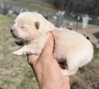 AKC Luce, a male Pomeranian for sale in Spokane, MO – Photo 7 of 10