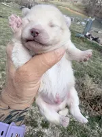 AKC Luce, a male Pomeranian for sale in Spokane, MO – Photo 8 of 10