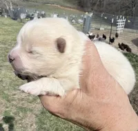 AKC Luce, a male Pomeranian for sale in Spokane, MO – Photo 2 of 10